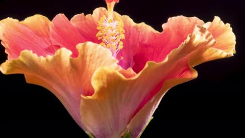 Hibiscus Flower Blooming in Time-Lapse