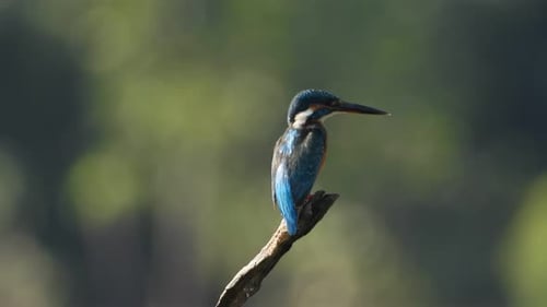 Kingfisher in pond waiting for pray.