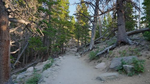 Calm Forest Path Winding Deeper Between Tall Trees And Filtered Sunlight