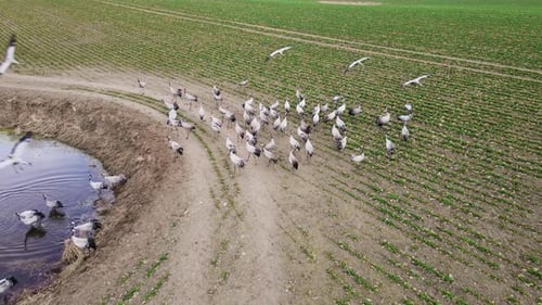 Group of Big Grey Herons at Marshy Pond in Farming Area with Budding Winter Rapeseed Plants