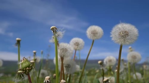 Close up truck shot of blowball dandelion on meadow against blue sky and sunlight.