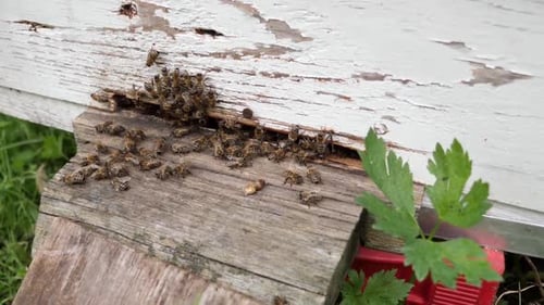 Bees Swarming Around a Wooden Beehive