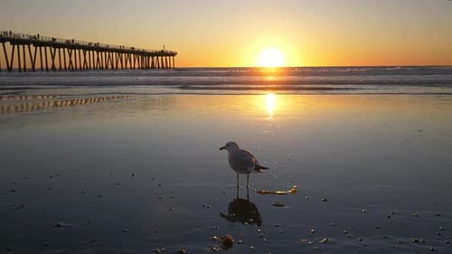 Seagulls on Beach at Sunset Tracking
