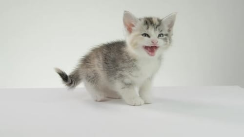 Adorable Kitten Meows in a Close-Up Studio Shot