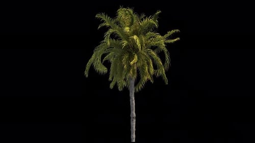 Animated Palm Tree On Alpha