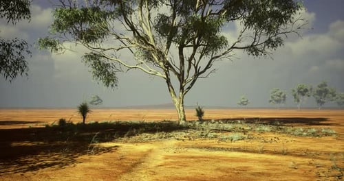 Time-lapse of Lone Tree in Vast Arid Desert Landscape