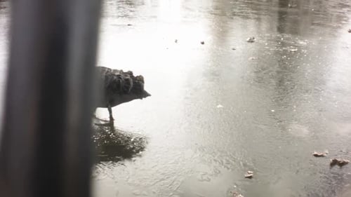 Nahaufnahme eines schwarzen Schwans, der im Winter auf einem gefrorenen Fluss mit Beau zum Wasser läuft