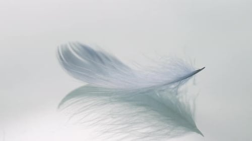 Nahaufnahme einer Feder, die im Wind schwankt und davonfliegt