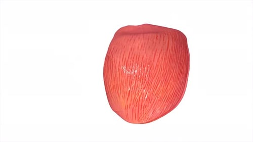 Detailed human muscle anatomy illustration