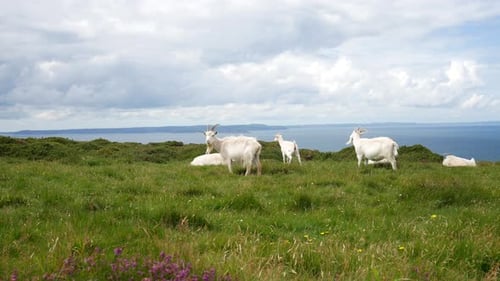 Groupe de chèvres paresseuses à cornes galloises sur l'herbe accidentée, au sommet d'une montagne venteuse