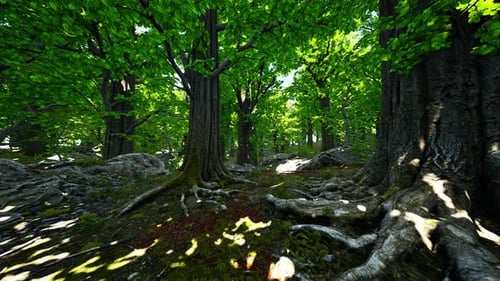 Tree Roots and Sunshine in a Green Forest