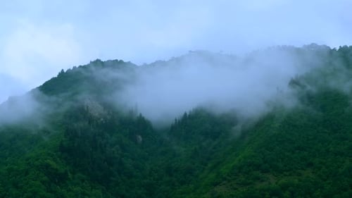 Foggy Evergreen Forest on the Mountain Slope