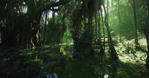 Historic Mangrove Grove Featuring Tall Roots and Dense Leafy Overhead