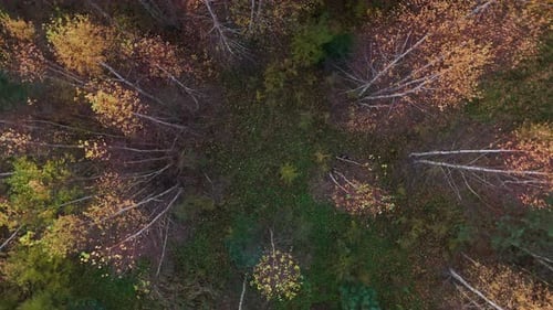 Drohnenaufnahme von schönen grünen und gelb gefärbten Bäumen in einem natürlichen Wald