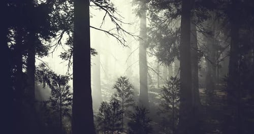 Mysterious Forest Shrouded in Fog During Early Morning Hours