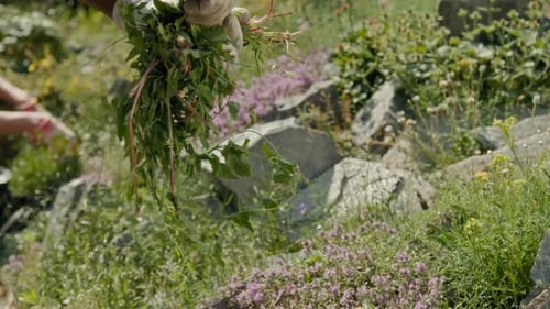 Hands of Multiethnic Volunteers Weeding Grass on Rock Garden in Local Park