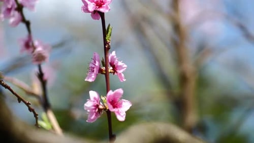 Pink Blossoms on a Tree Branch in Spring