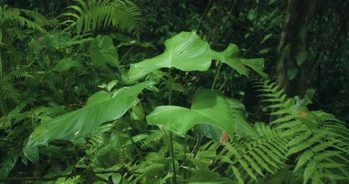 Lush greenery with vibrant ferns. Broad leaves in summer dense, wet jungle forest.