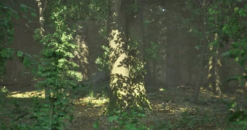 Sunlight and Moving Shadows in a Peaceful Forest