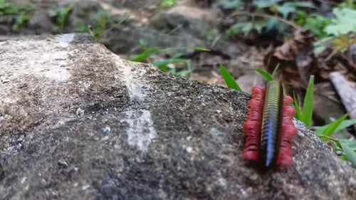 El
bosque de Kluwing se arrastra por el suelo\_ Vídeo en alta definición. Detalles de las piernas de Spirostreptus. Trigoniulus corallinus
.