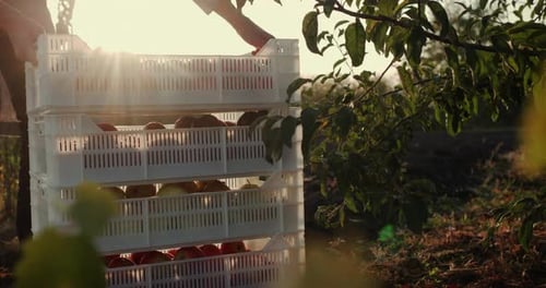 A Young Worker Stacks Boxes of Apples Under a Tree in the Garden Harvesting in the Farm