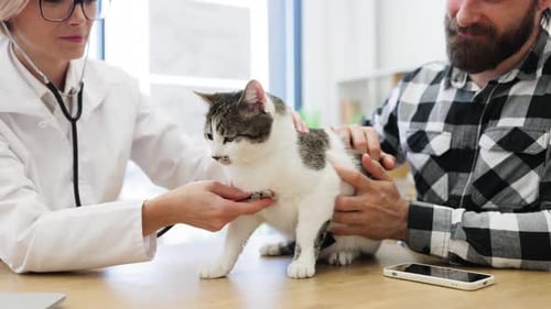 Veterinarian Examining Cat with Owner During a Medical Checkup at Clinic