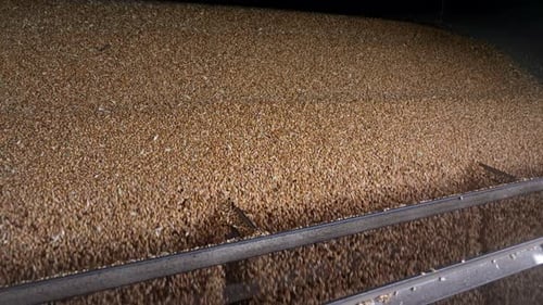 Grains threshing falling in monoculture farm silo for export distribution