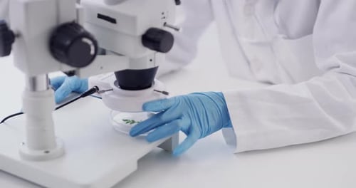 Person hands, lab scientist and plant sample with microscope investigation