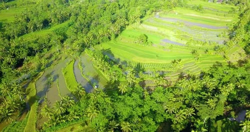Drone aerial view of terraced rice fields and coconut trees in Java, Indonesia
