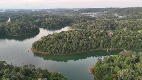 Amazon Rainforest drone shot