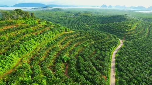 Aerial view from a drone flying over palm plantation and large mangroves