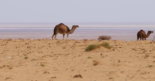 Un groupe de chameaux dans le désert. Les animaux sauvages dans leur habitat naturel. Nature sauvage.