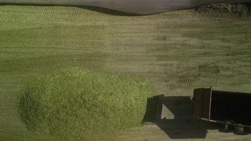 Vue aérienne de la ferme laitière. Emballage d'ensilage de maïs. Alimentation des vaches