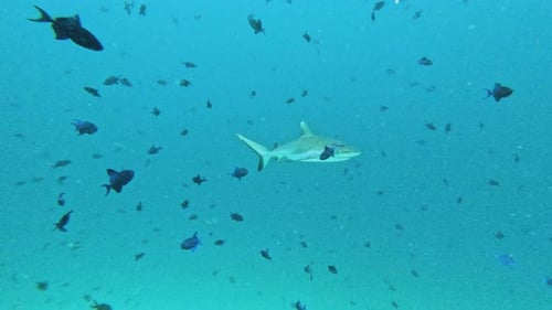 Shark swimming near small fish in the vast blue ocean.