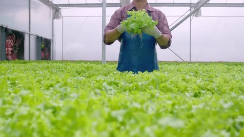 Glücklicher älterer Landwirt, der in einer hydroponischen Gewächshausfarm arbeitet