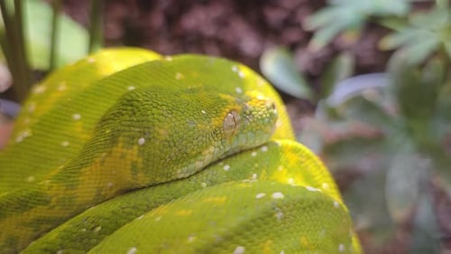 Close-up of Green Tree Python's Head Resting on its Coils