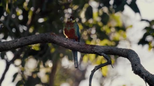 Western Rosella perches on a tree limb