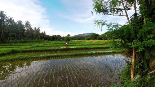 Drone aerial shot from Bali island riсe fields, palm trees and mountains