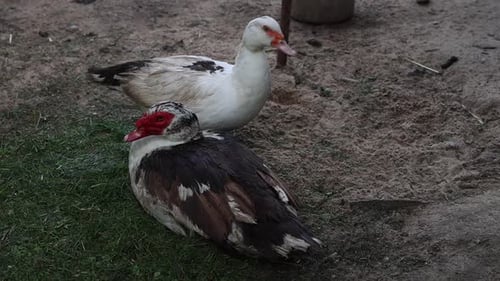 Two Ducks Standing at Zoo