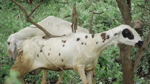 Wild Goat's Close-up - A Serene Moment in the Wilderness