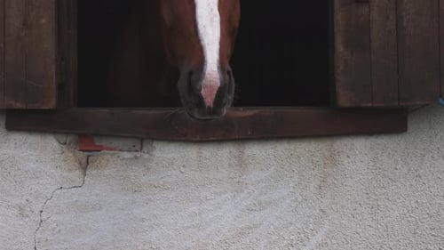 Close Up of Brown Horse Looking Out Window