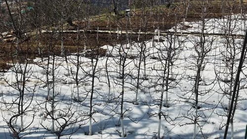 winter farming scene of plantation under snow