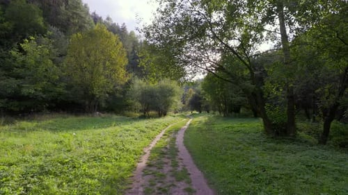 Along the Path in the Forest