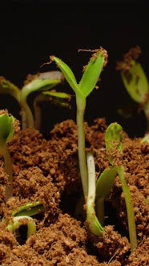 Close-up time-lapse of small plant sprouting from seed in soil, showing early growth stages.