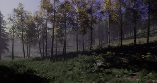 Scenic Forest Landscape with Tall Trees and Lush Greenery During Daylight