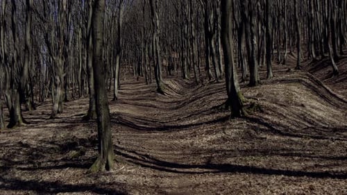 Forêt au printemps. Des arbres et de l'herbe gris et bruns. Les rayons du soleil illuminent la forêt sombre.