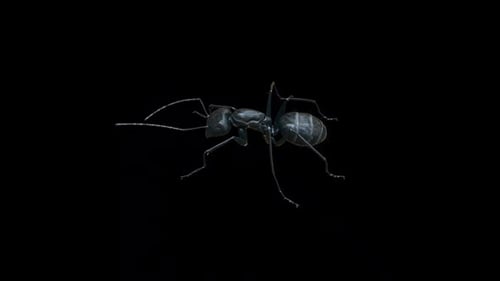Vista desde arriba de Black Ant Idle