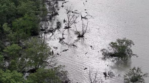 Vista aérea de árboles de mangle secos en aguas poco profundas