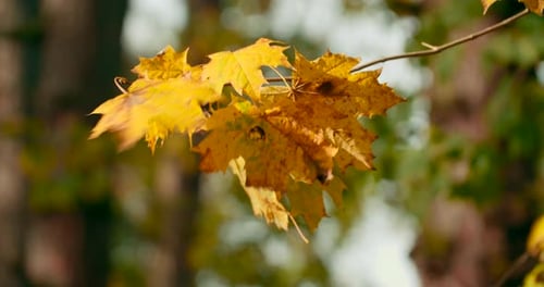 Beautiful maple leaves rustle in the autumn breeze blowing through the picturesque park
