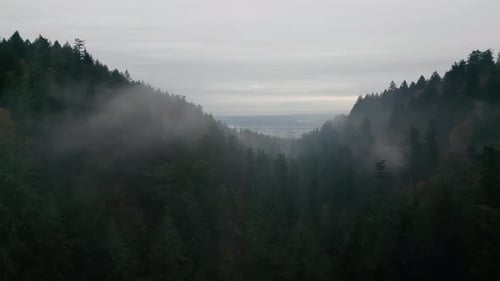 Misty Forest Aerial View of Mountainous Landscape